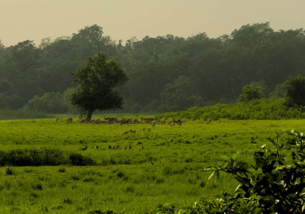 Rajaji National Park