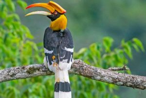 Hornbill Rajaji Tiger Reserve