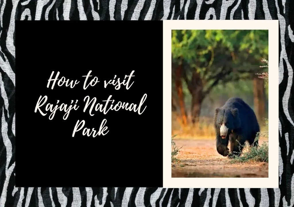 How to Visit Rajaji National Park |a Proper guide