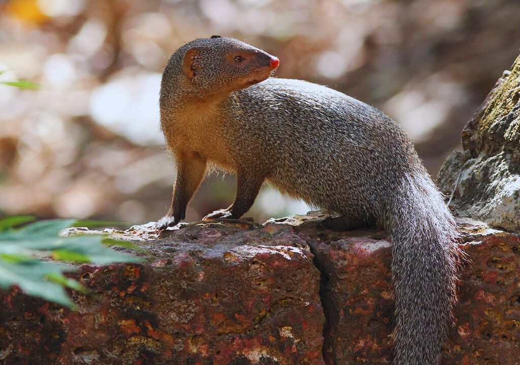 Indian Mongoose