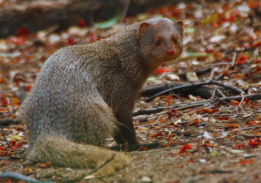 Indian Mongoose