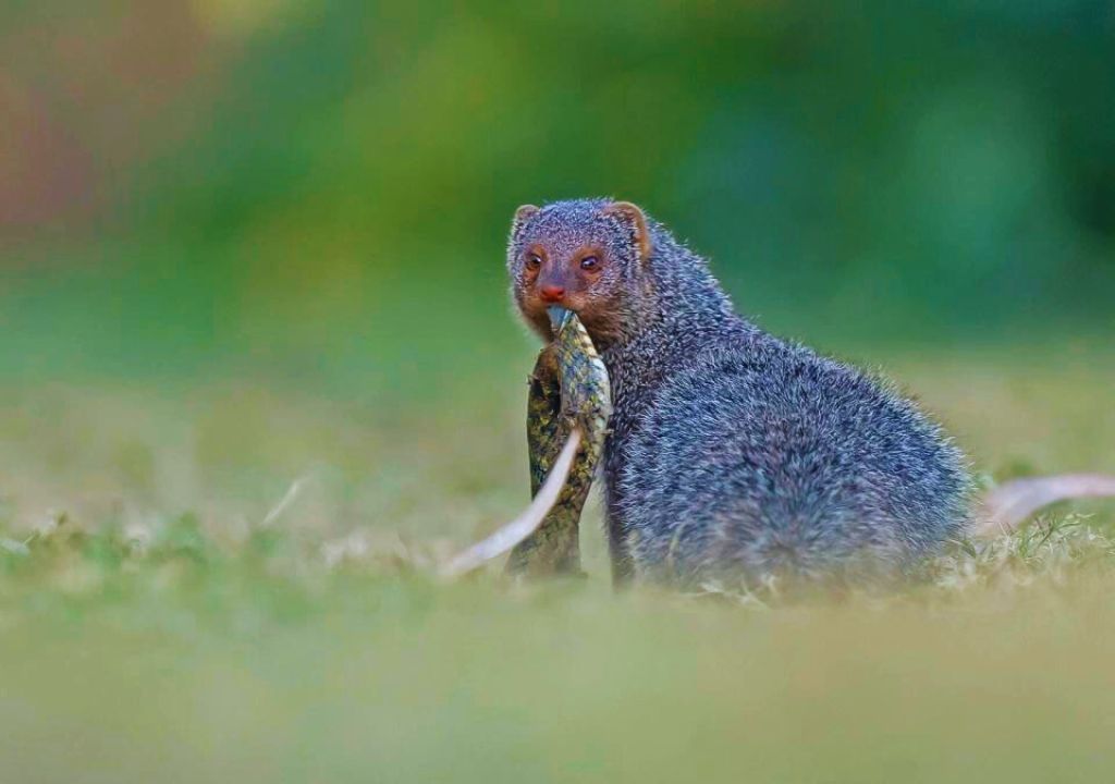 Indian Mongoose