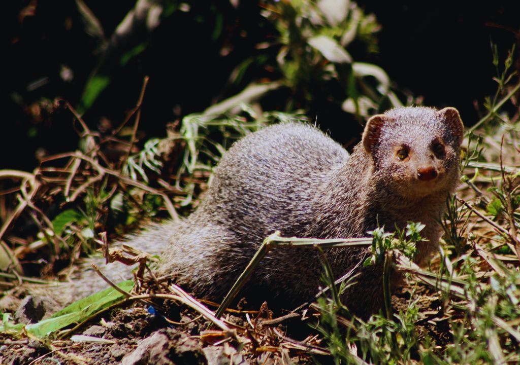 Indian Mongoose
