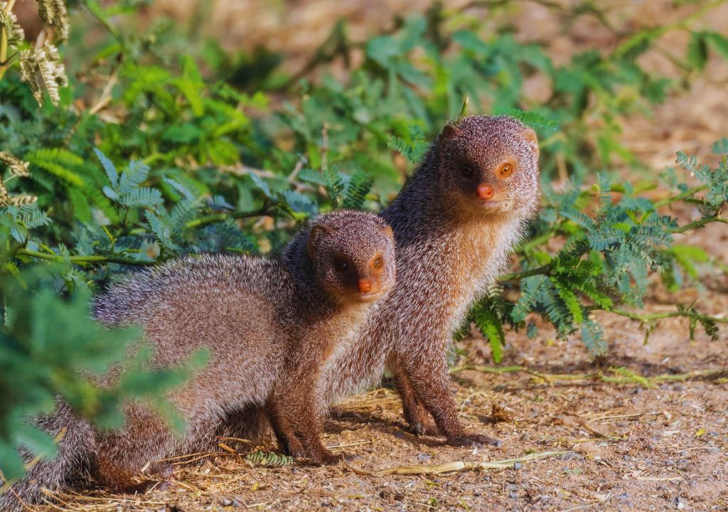 Indian Mongoose: Intriguing Facts & Habitat Guide