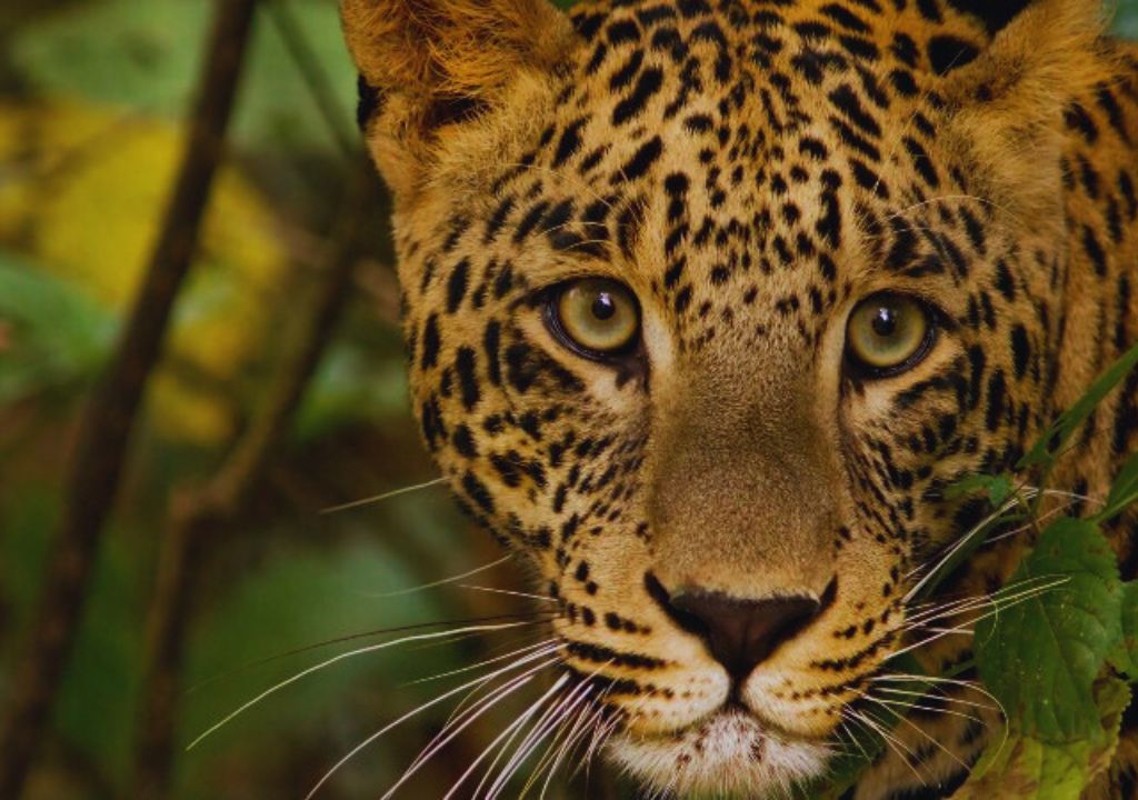 Indian Leopard Facts: Habitat & Conservation
