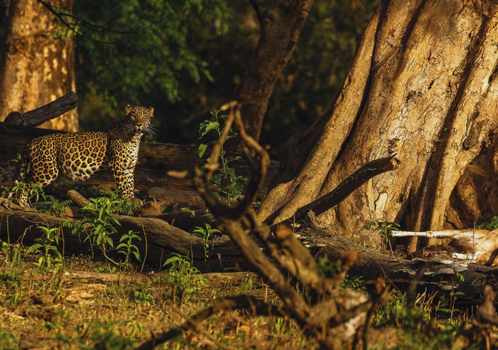 Indian leopard