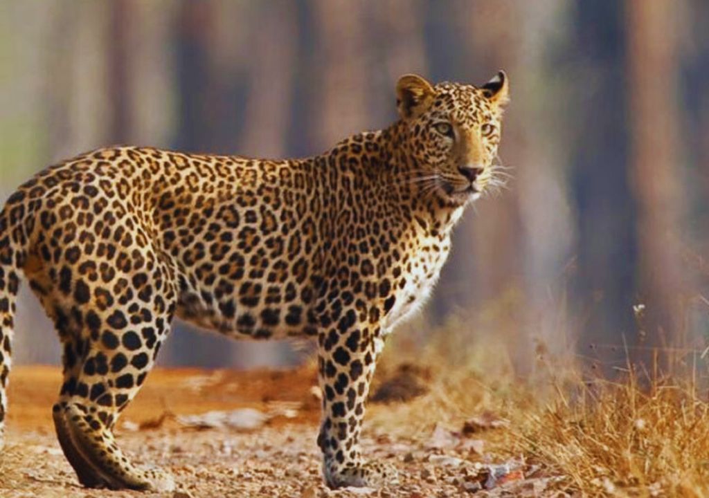 Indian leopard