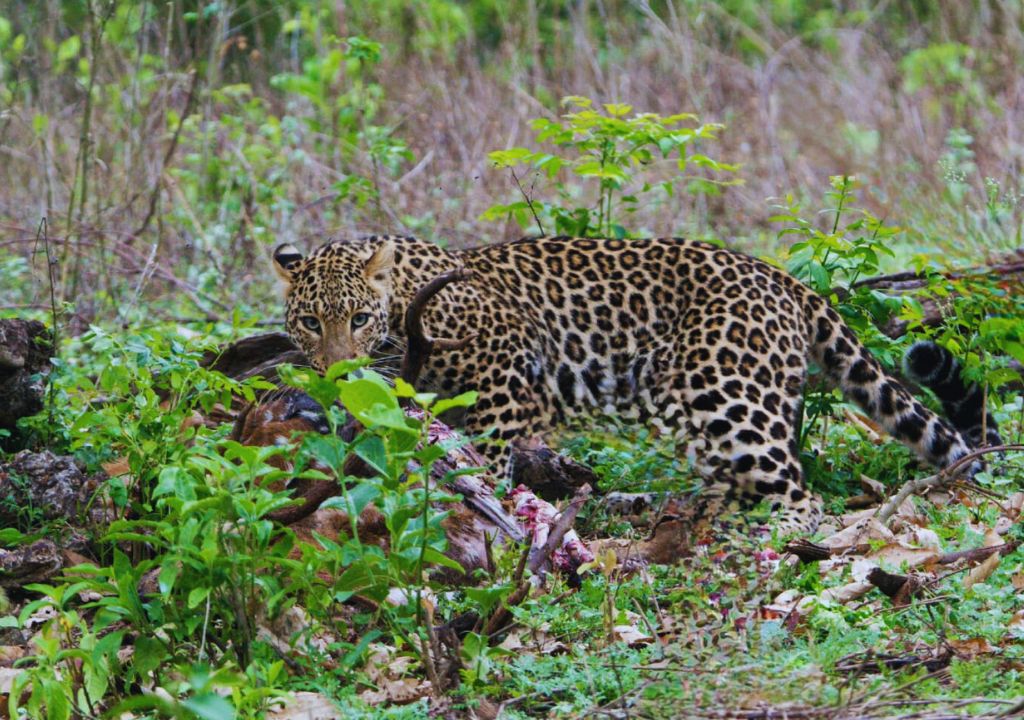 Indian leopard