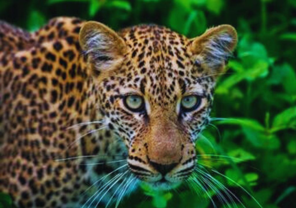 Indian leopard