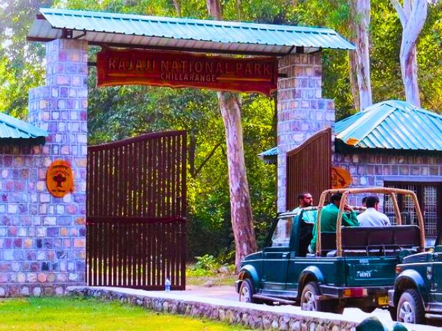 Jeep Safari in Rajaji National Park
