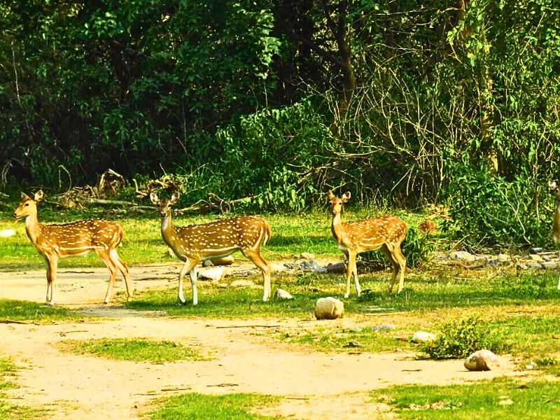 Jhilmil Jheel Jungle Safari