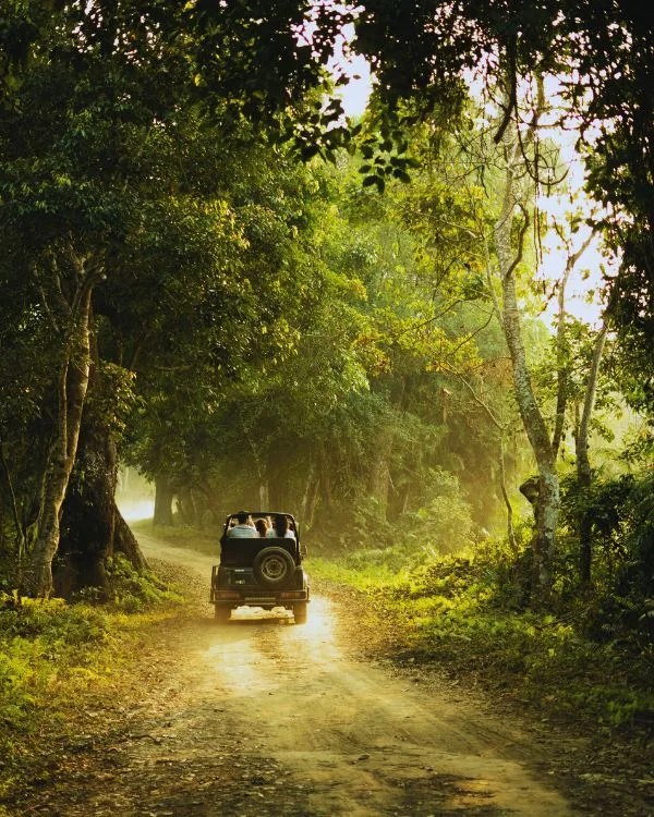Jungle Safari In Rajaji National Park