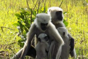 Langur in Rajaji Tiger Reserve