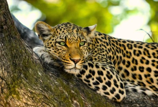 Leopard in Rajaji Tiger Reserve