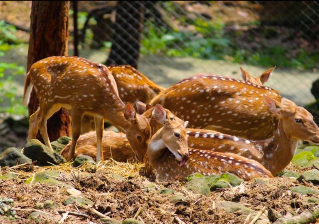 Malsi deer park dehradun
