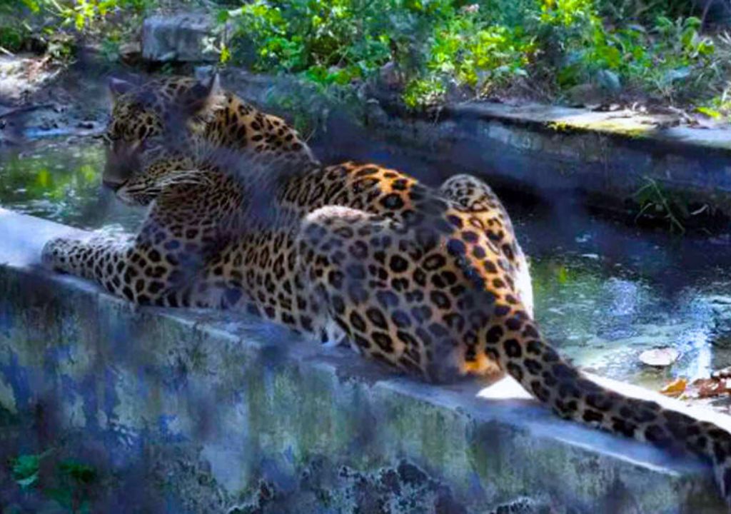Malsi deer park dehradun