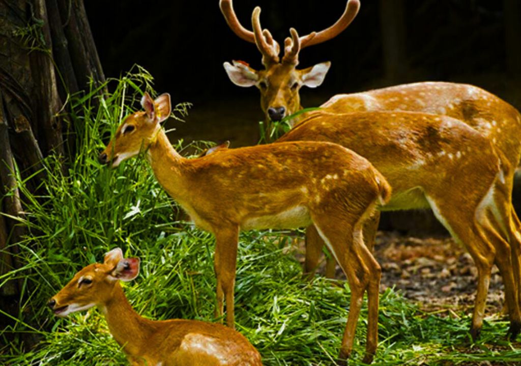 Malsi Deer Park