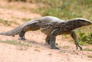 Monitor Lizard in Rajaji Tiger Reserve