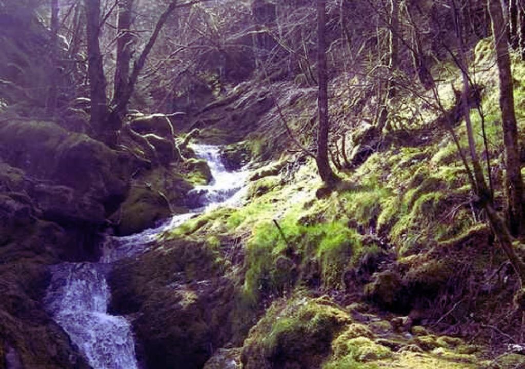 Mossy Falls