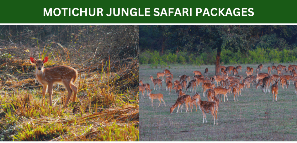 motichur-jungle-safari-packages