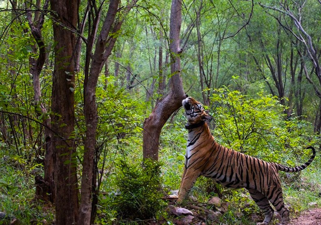 National Park Near Delhi