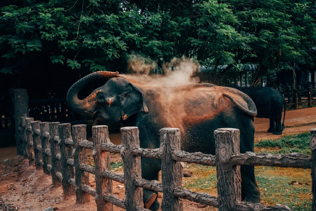 WHAT IS RAJAJI NATIONAL PARK FAMOUS FOR?