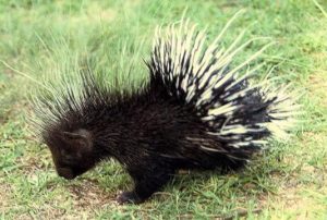 Porcupine in Rajaji Tiger Reserve