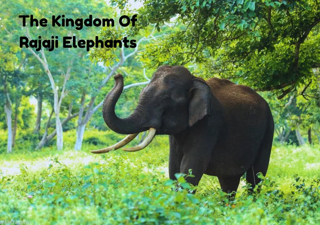 The Kingdom Of Rajaji Through Their Elephants