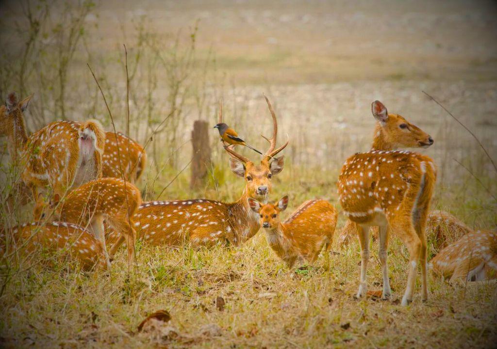 Rajaji National Park