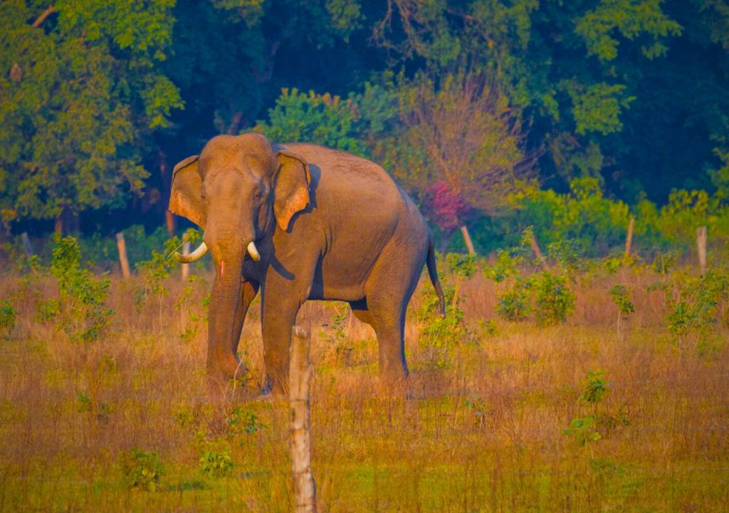 Rajaji Elephant
