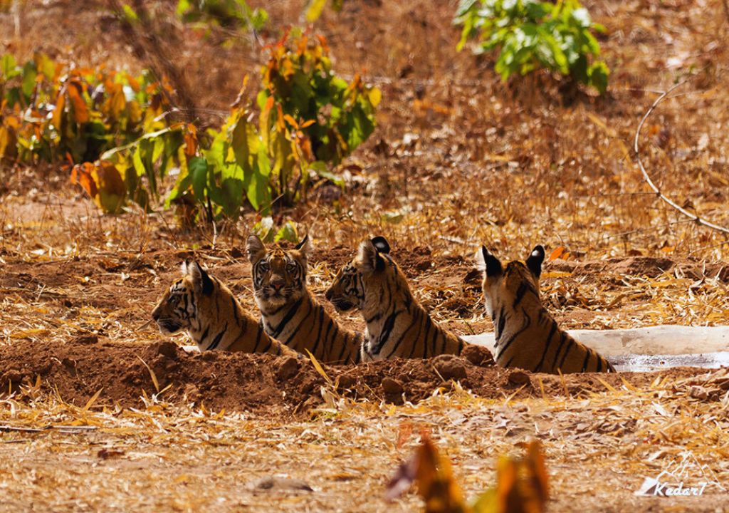 Rajaji National Park