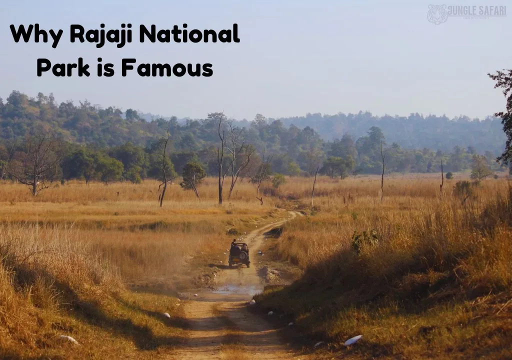 Why Rajaji National Park is Famous