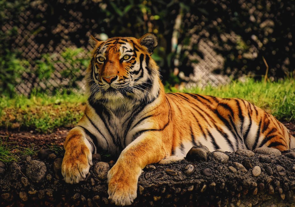 Rajaji Tiger Reserve Conservation Foundation