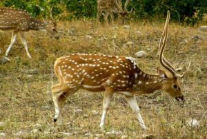 Sambhar Deer in Rajaji Tiger Reserve