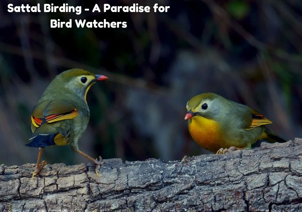 Sattal Birding – A Paradise for Bird Watchers