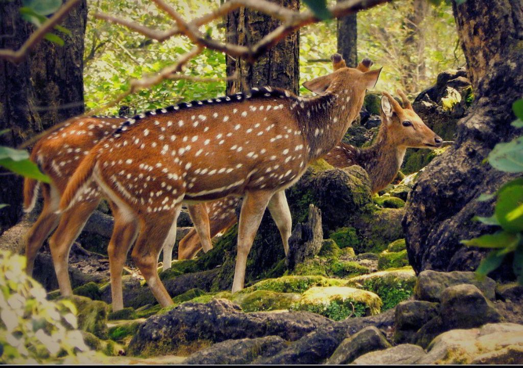 Rajaji National Park