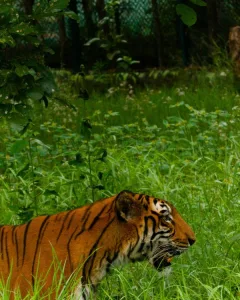 Stay Near Chilla Range