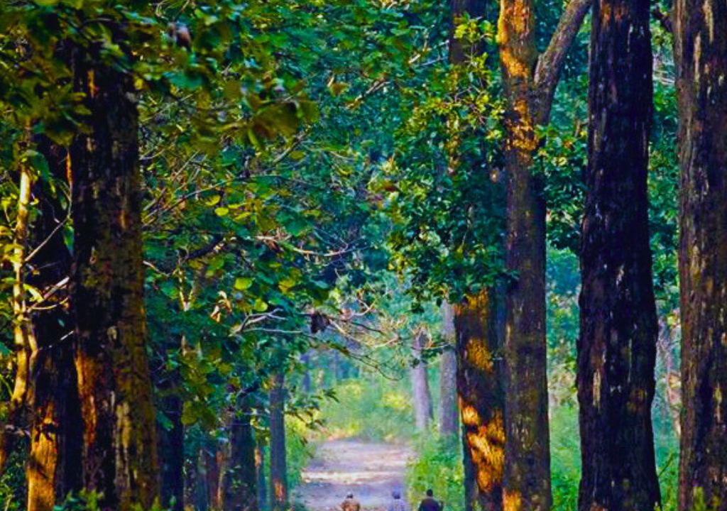 Thano Reserve Forest