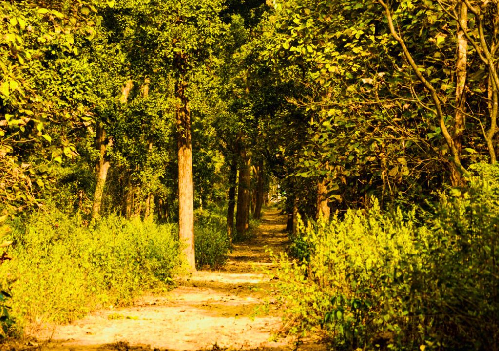 Thano Reserve Forest
