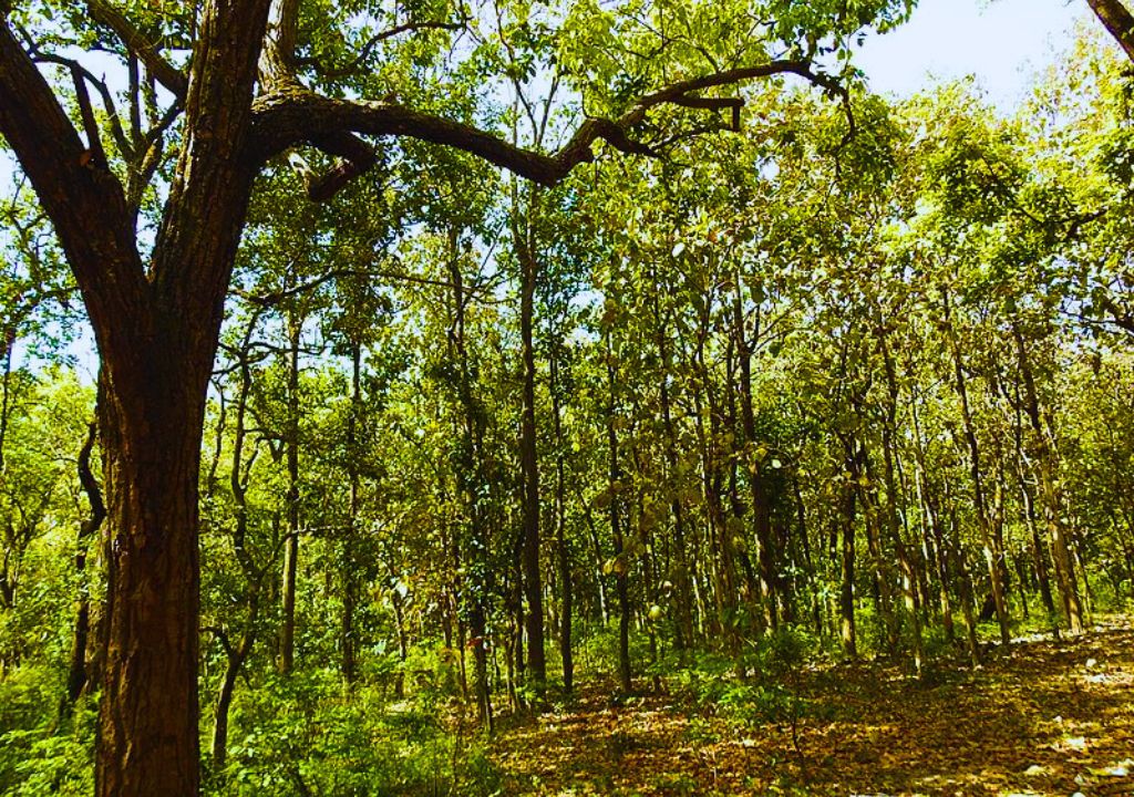 Thano Reserve Forest