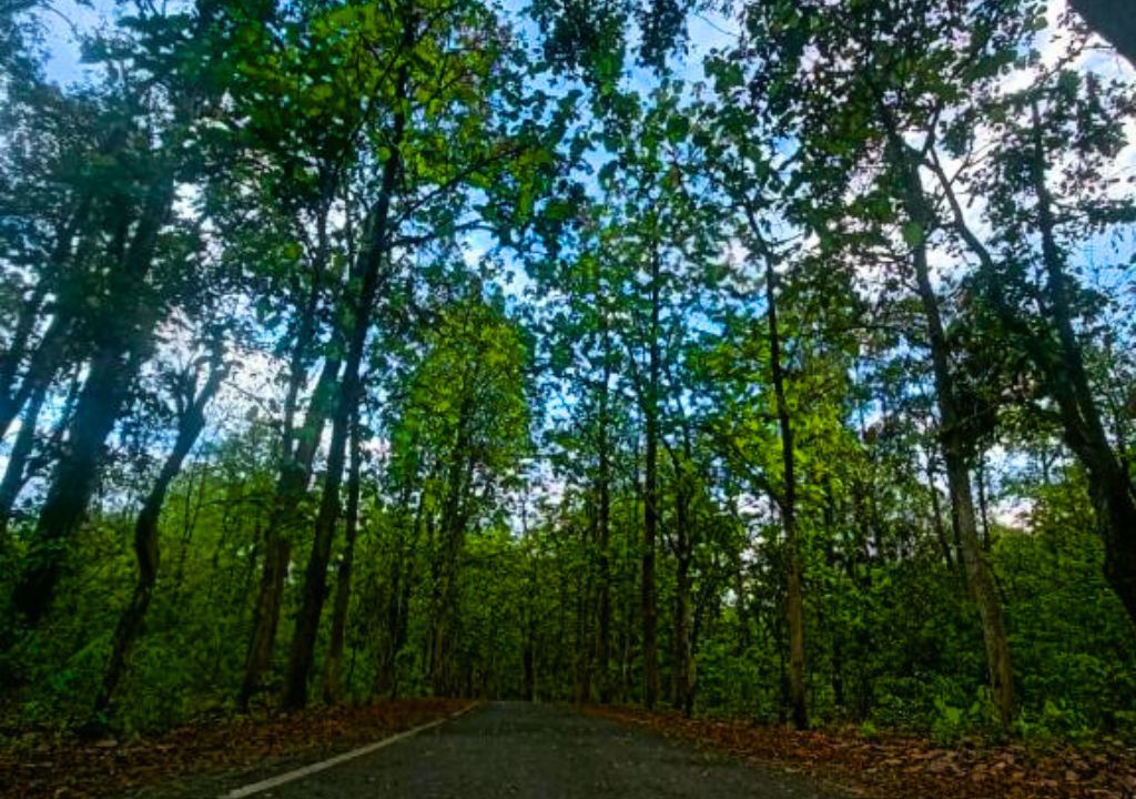 Thano Reserve Forest