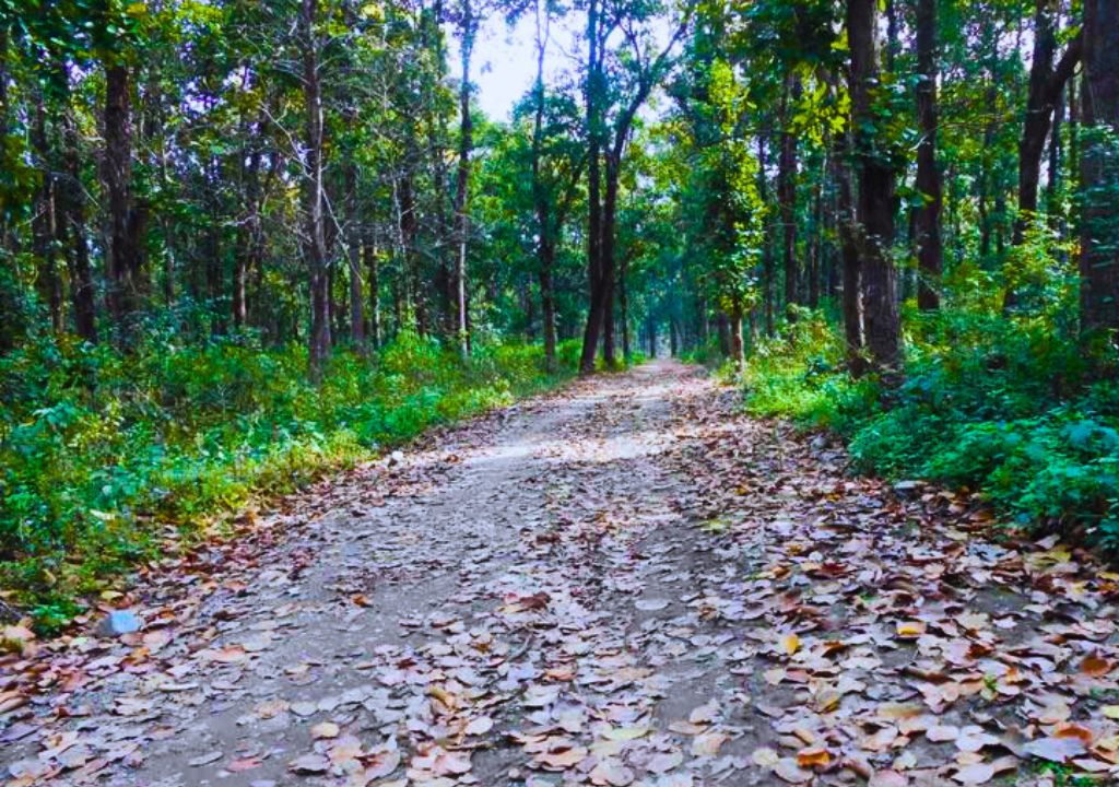 Thano Reserve Forest – A Dehradun Gem Facing Challenges