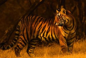 Tiger in Rajaji National Park