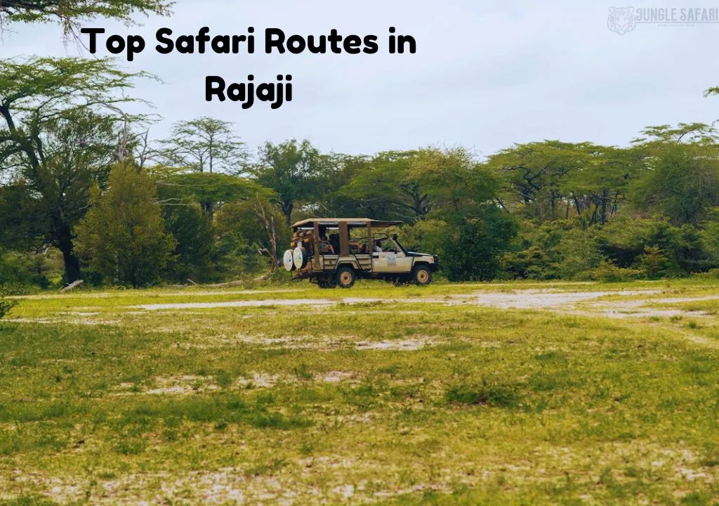 Top Safari Routes in Rajaji | Where to Go and What to See