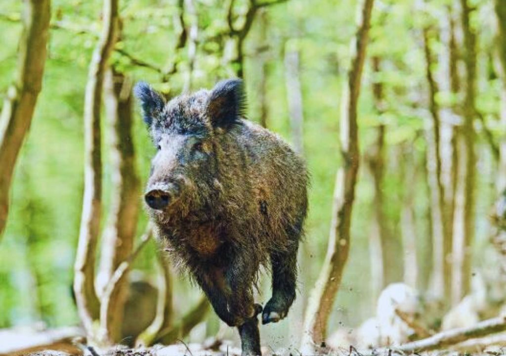 Indian wild boar