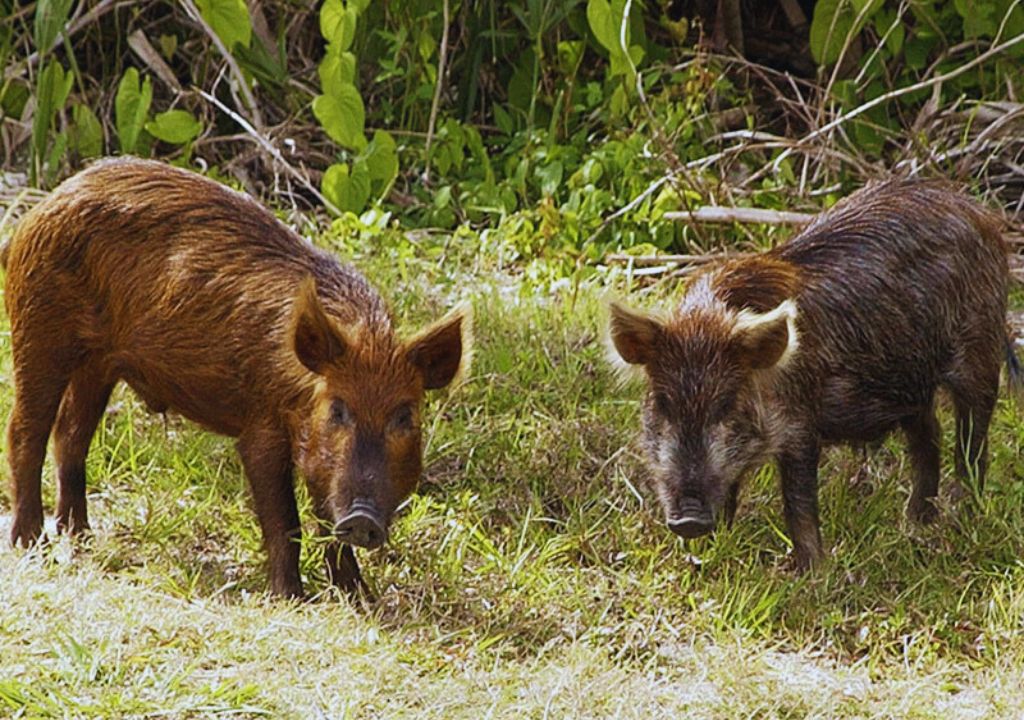 Indian wild boar