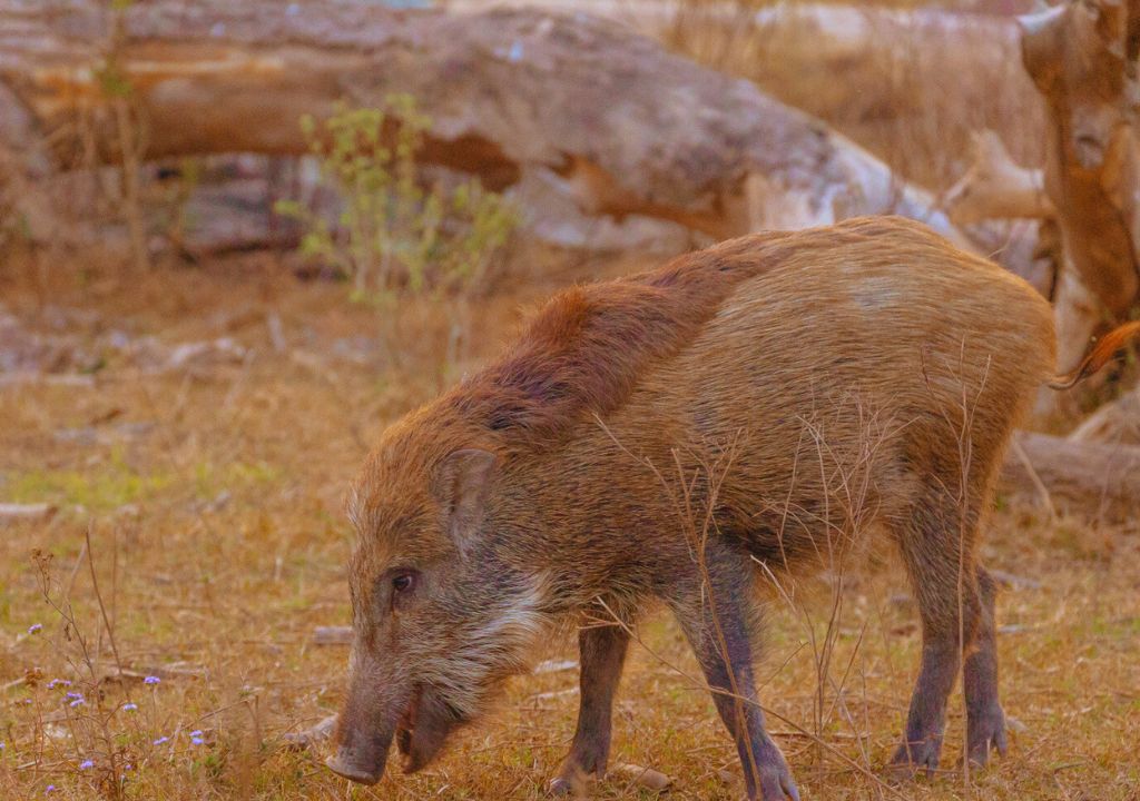 Indian wild boar