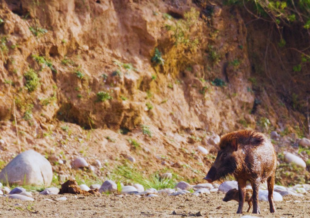 Indian wild boar