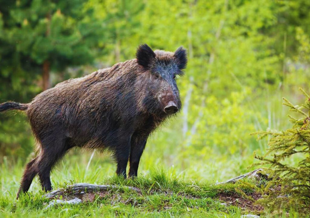Wild Boar in India: Habitat & Conservation Status