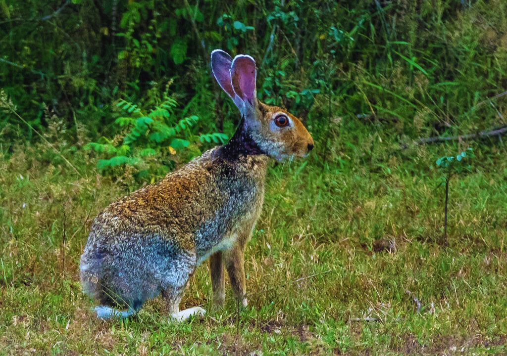 Indian Hare